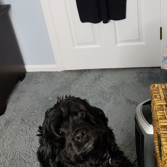 St.John Signature Santana Knit Black Tie Gala Bejewled Sheer Neckline Dog Show S - Picture 7 of 14